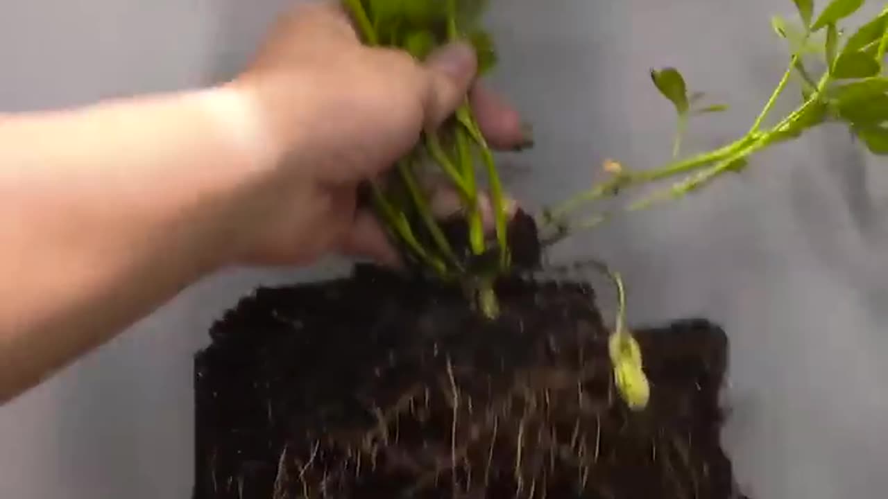 Nut growing