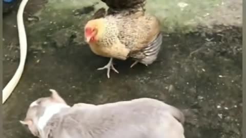 Dog vs Hen Fight 7.