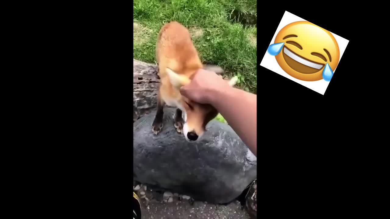 🤣🤣Funny Animal Videos 2022😂🐕 - Best funny reactions