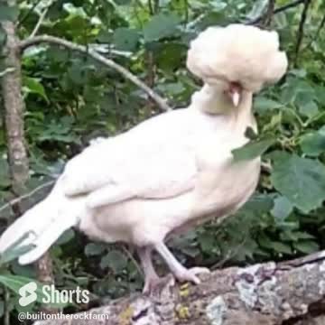 Special Chickens/Built on the Rock Farm