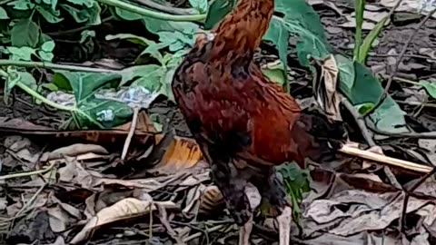 Rooster in search of food