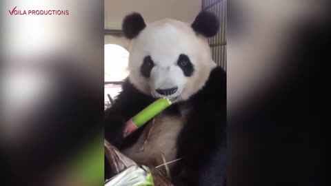 Awesome Panda Eating Bamboo