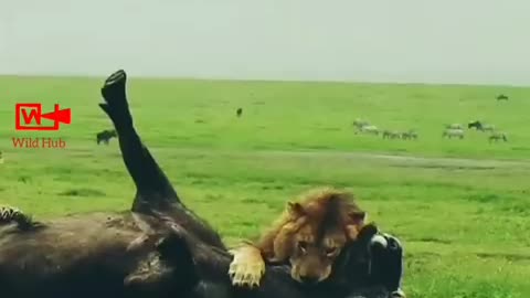 Lion/lioness Hunts Buffalo | Lion Attack | Lion vs Buffalo