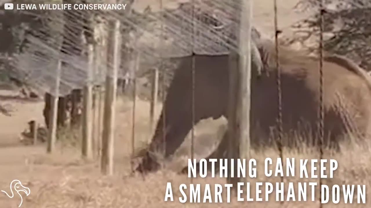 These Elephants Will NOT Let A Fence Stand In Their Way