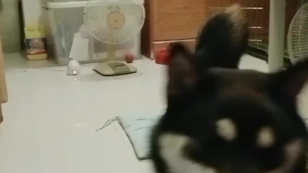 Shiba Inu (8mons)