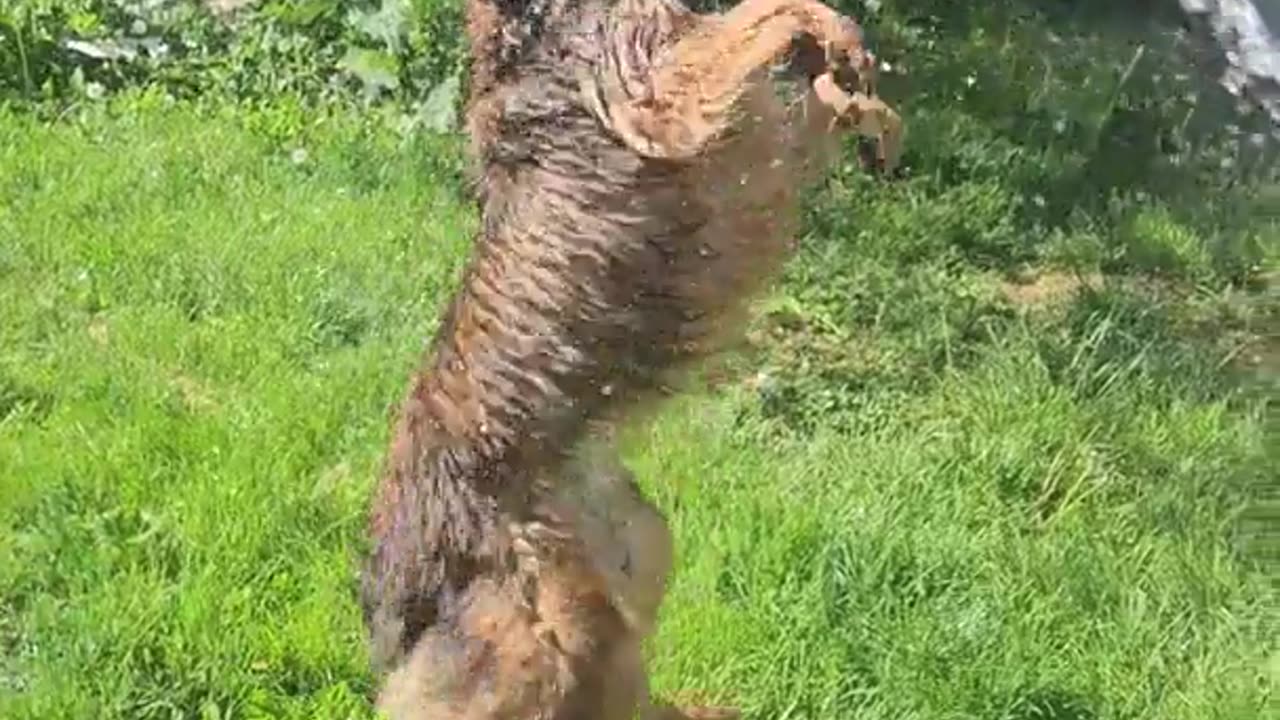 Two Dogs love playing with water