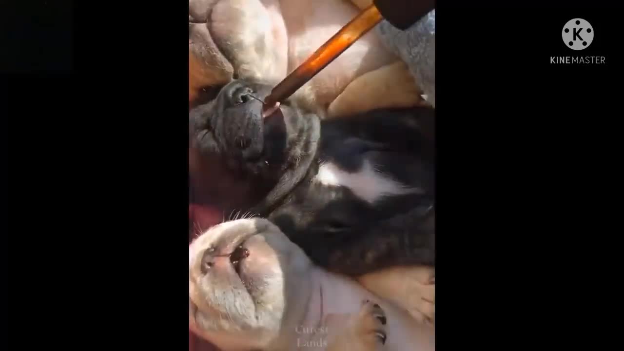 Aww Cute Baby Animals Videos