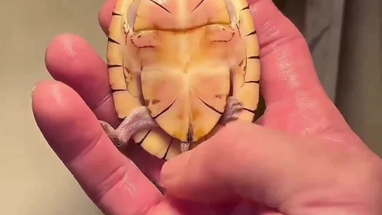 Funny turtle
