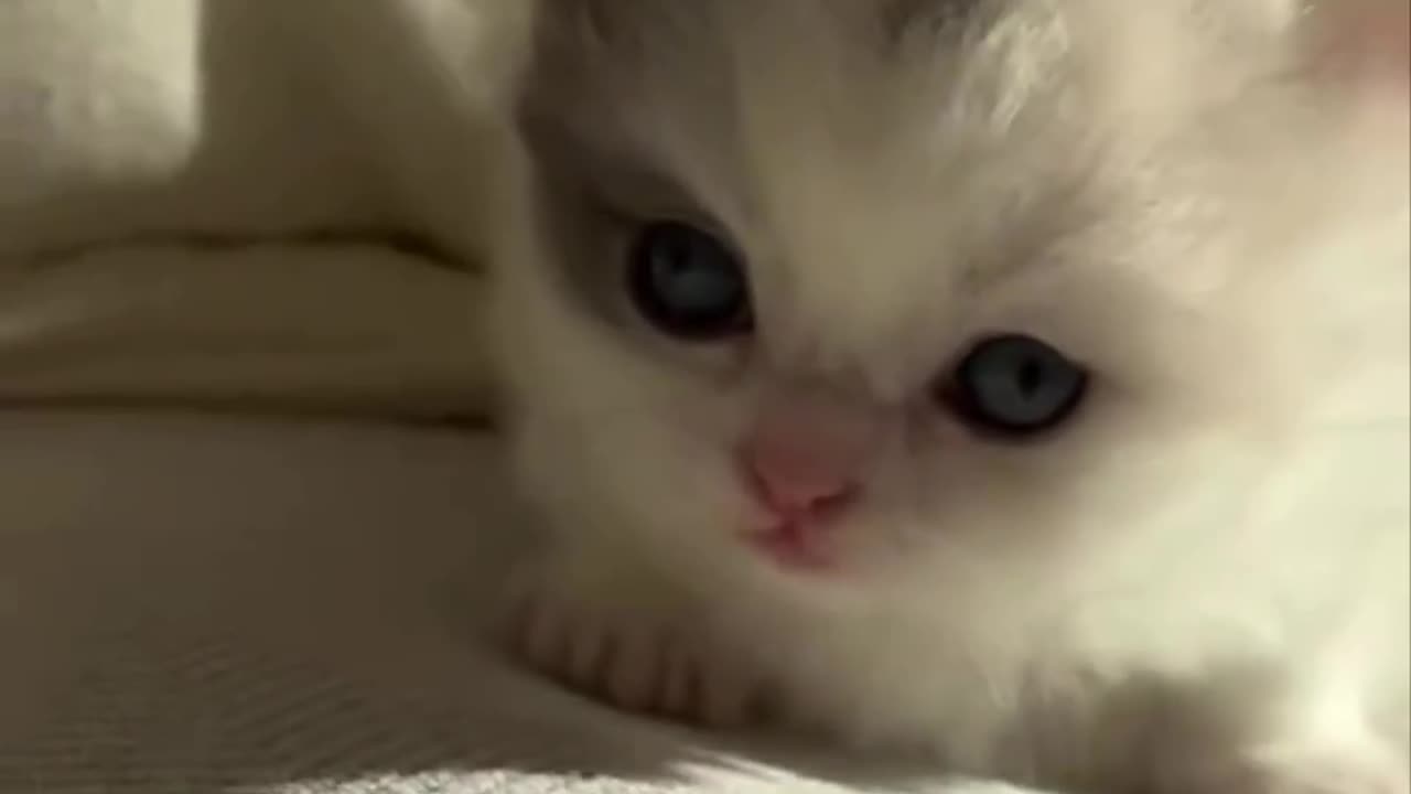 Beautiful cat calls