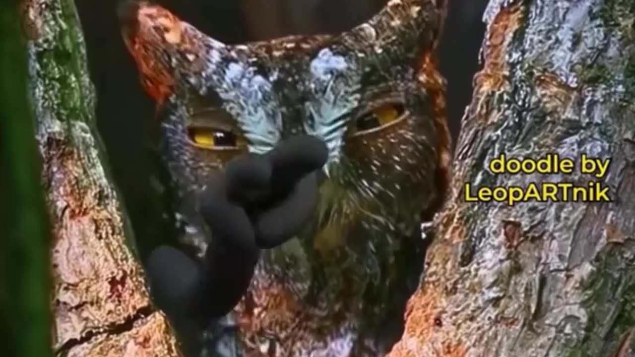 IF OWLS HAD ARMS