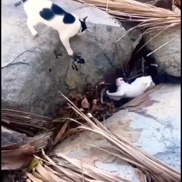 The mother scolded the kitten🙀