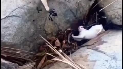 The mother scolded the kitten🙀