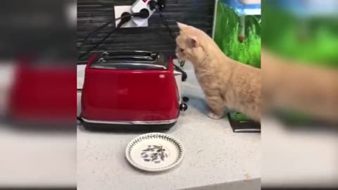 Funny Cat and Dog Videos That Will Make Your Day