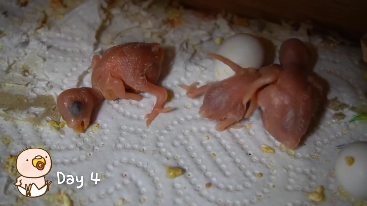 Watch 5 baby budgies growing day by day15