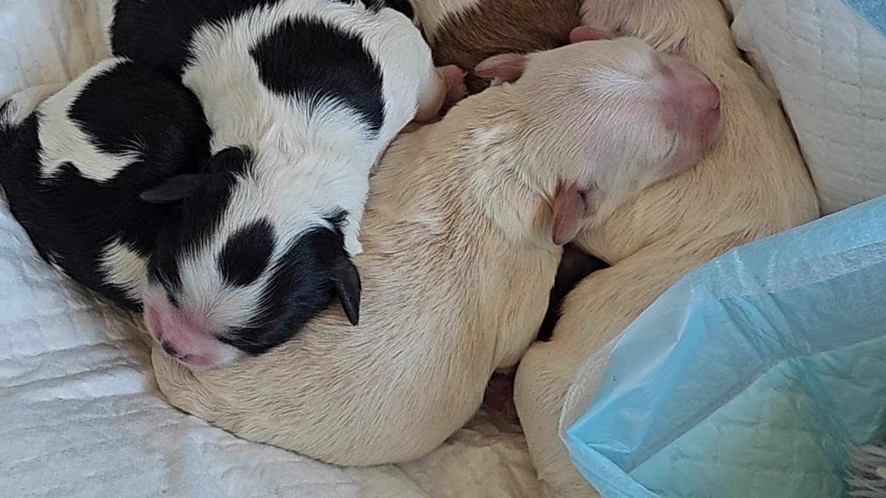 Hana and Rilakuma had puppies