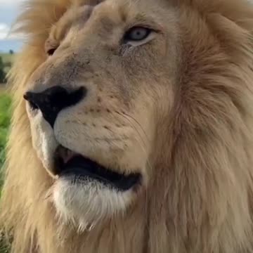 🦁 Take a break 😍