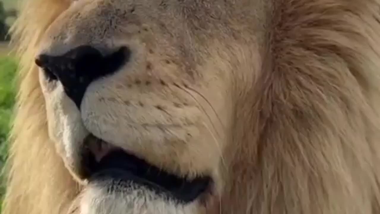 🦁 Take a break 😍