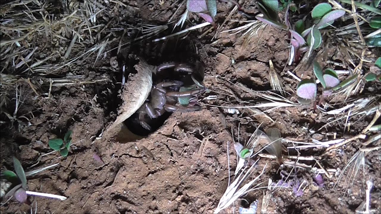 Trapdoor Spider In A Bad Mood