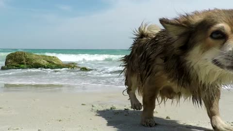 dog on beach