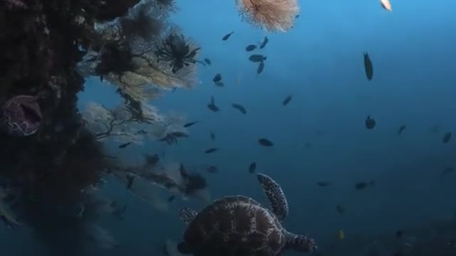 Underwater World Look