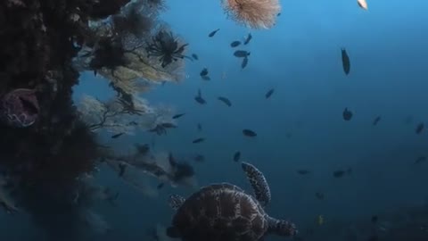 Underwater World Look