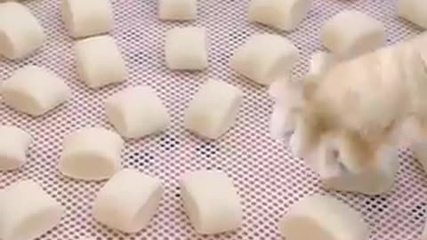 Cute cute cats homemade milk buns, want to eat a bite?