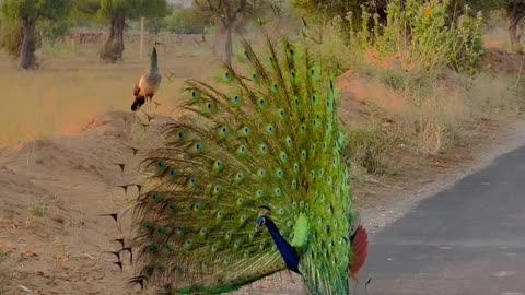 rangilo rajasthan