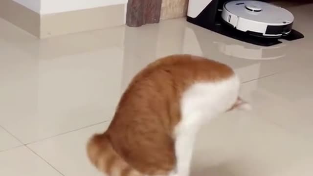 A dancing cat 💃#cat #catoftiktok #funnycat