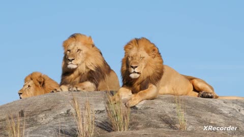 King lioan lion hunt video sout