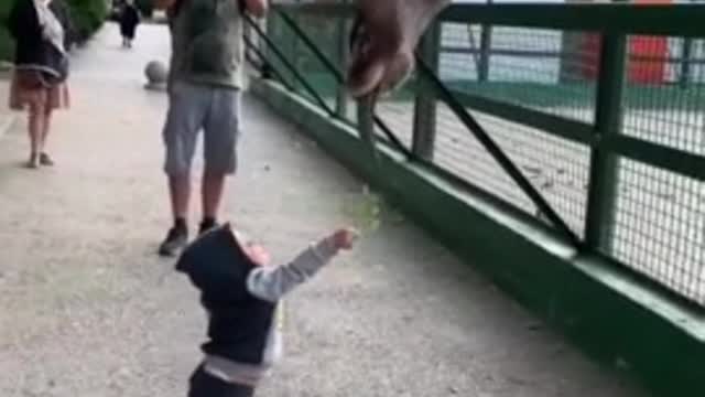 Baby boy fearlessly hand-feeds huge giraffe