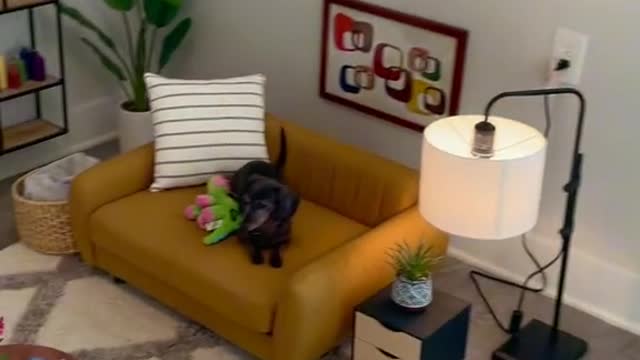 This dog has it's own living room!