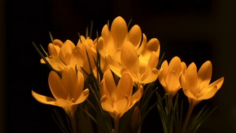 The process of blooming flowers