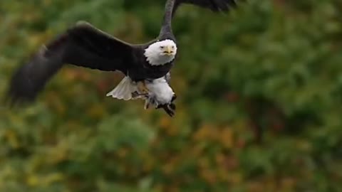 The flying bald eagle