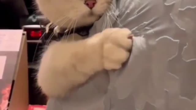Cat lover