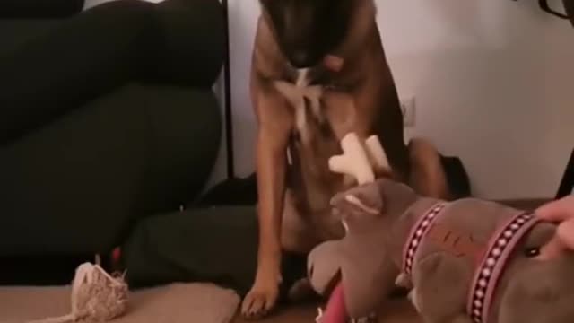 that dog is paid actor