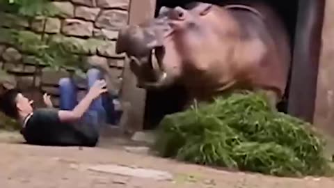Hippo shows zookeeper who's boss