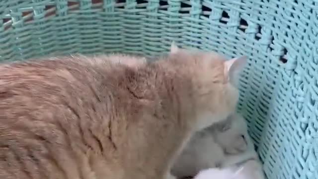 cute kitten #funnyvideo #petlover #cute #cat #kittens