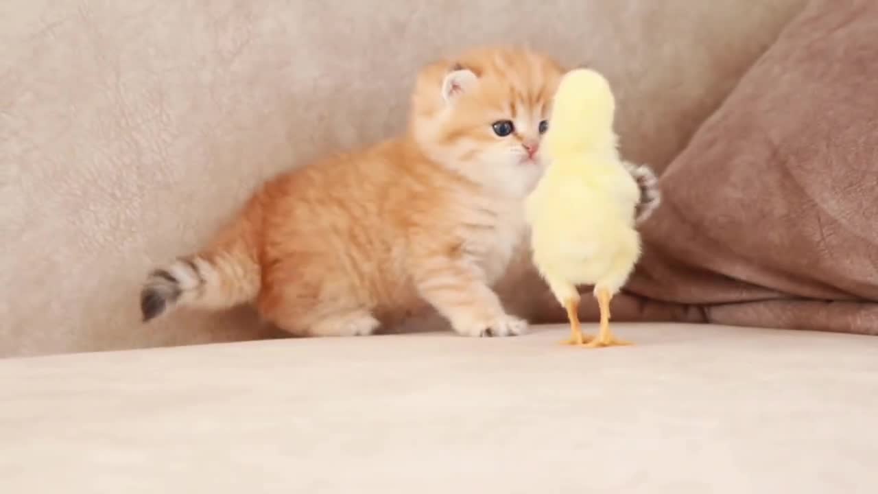 Very decompressed chicken and cat