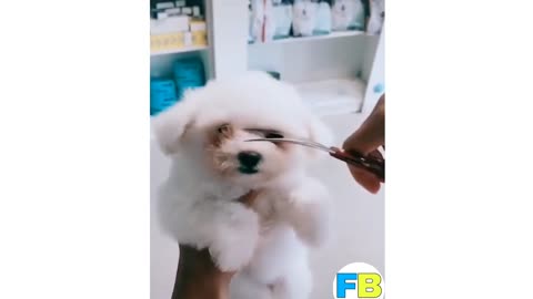 This Cute Dog Is Op🤘🙏😅🤣।।Funny Dog Video🤣😂🤣😂