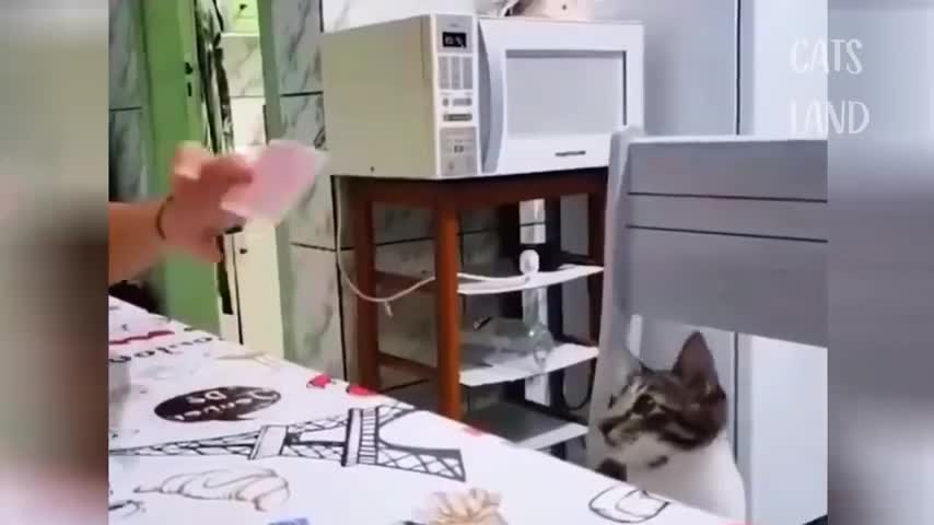 Cutest Kittens and Funny Cats Compilation