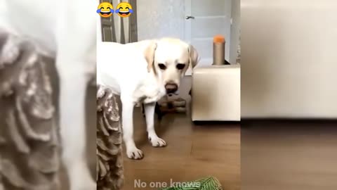 FUNNY CATS vs DOGS 🐱🐶 Who's cooler this time 🐾 New Funniest Animals Videos 😂