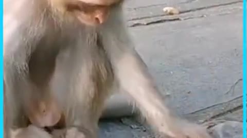 monkey plays with frog