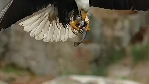 Have you ever seen an eagle like this?