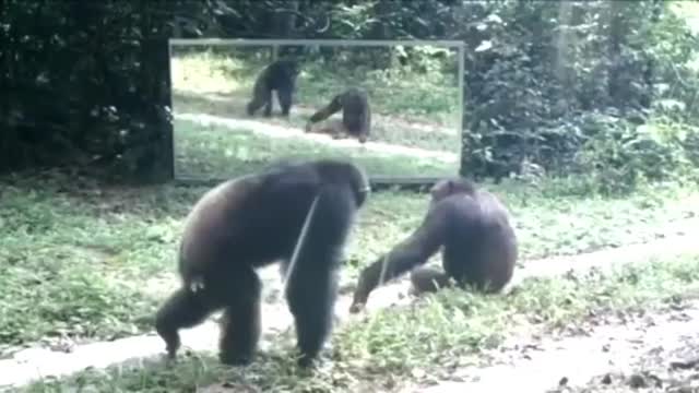 Monkey seeing himself in the mirror for the first time
