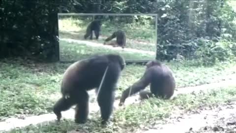 Monkey seeing himself in the mirror for the first time