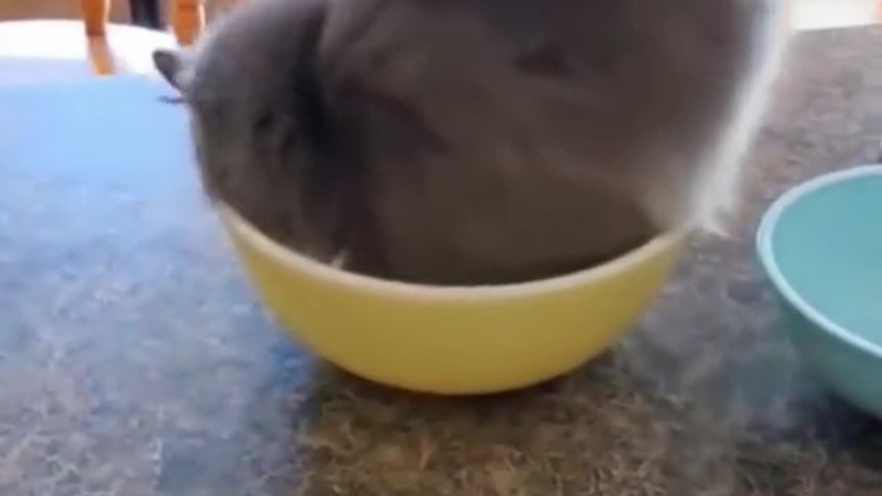 DL Panda viral videos on internet