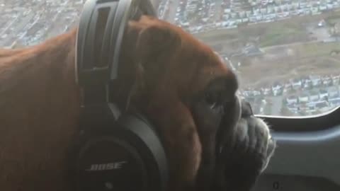 Dogs and guinea pigs enjoy helicopter ride