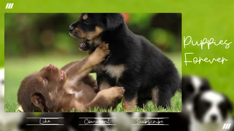 Two Super Cute Puppies Playing