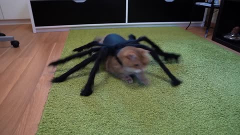 It's hard to be a spider-cat on Halloween