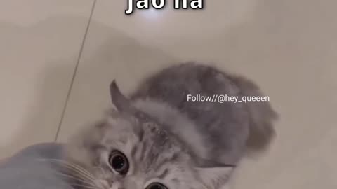 Cute Cat Funny video